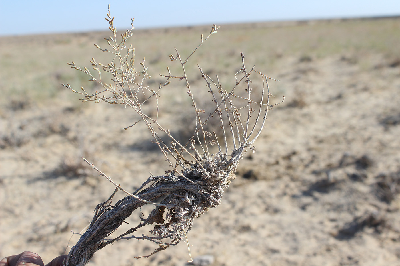 Image of genus Artemisia specimen.