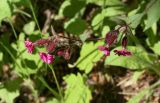 Melandrium dioicum
