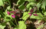 Melandrium dioicum. Верхушка цветущего побега. Чехия, Оломоуцкий край, природный заповедник Jeseníky, обочина дороги. 15.06.2017.