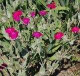 Lychnis coronaria