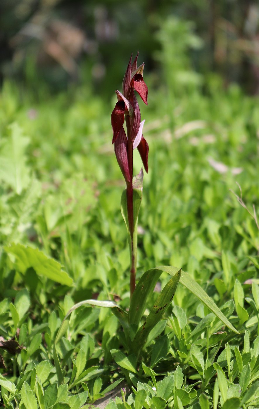 Image of Serapias orientalis ssp. levantina specimen.