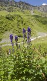 Aconitum cymbulatum. Цветущее растение. Кабардино-Балкария, Эльбрусский р-н, средняя часть долины р. Терскол, сухой участок. Рядом лежат большие камни (гранит и куски лавы), принесенные лавинами или после камнепада. 06.08.2009.