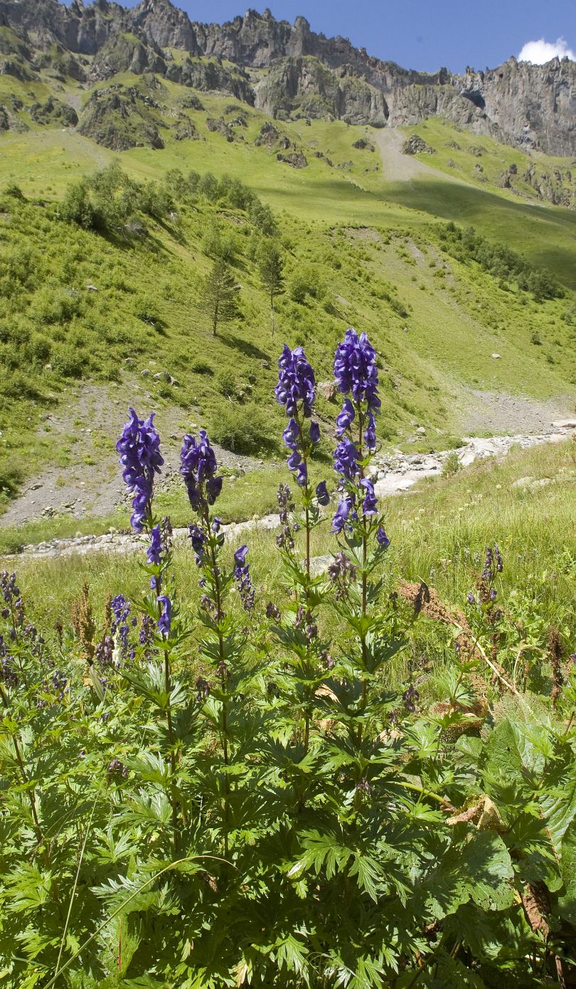 Image of Aconitum cymbulatum specimen.