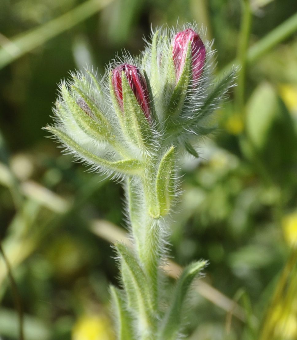 Изображение особи Echium plantagineum.