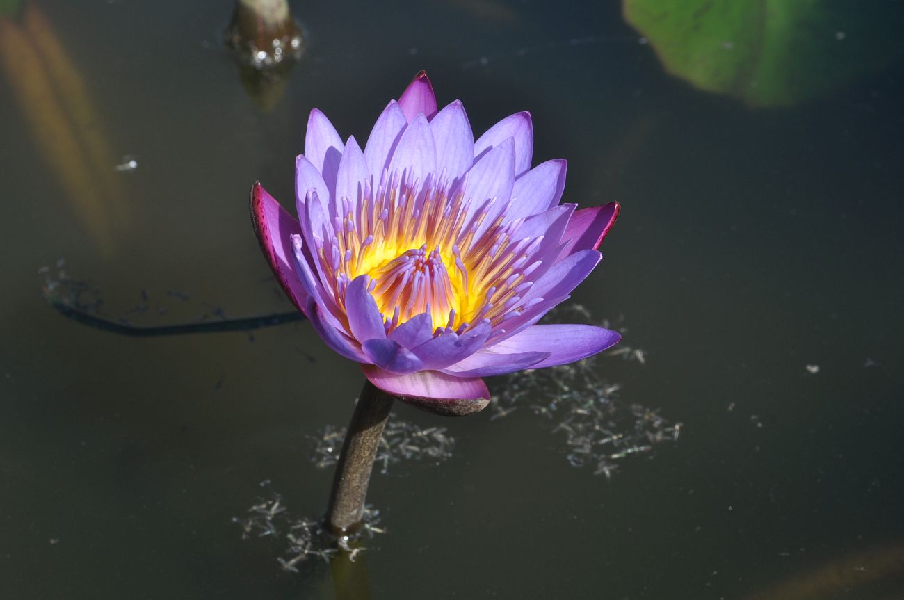 Image of Nymphaea nouchali specimen.