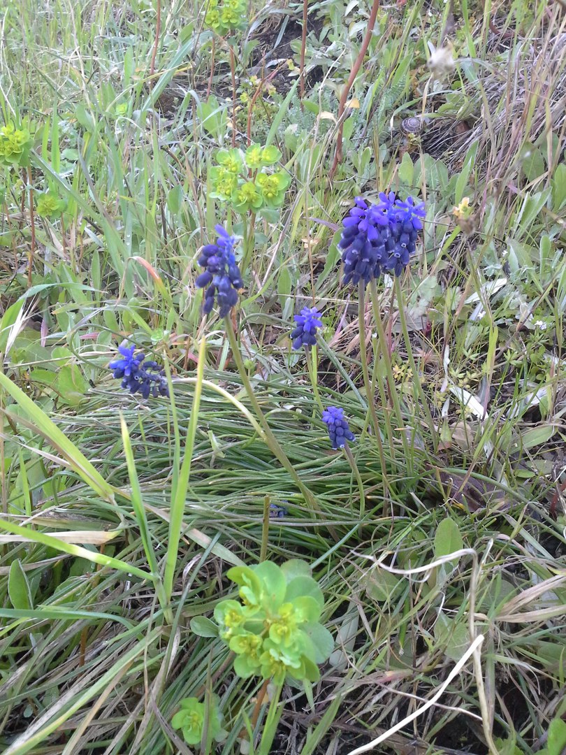 Image of Muscari neglectum specimen.