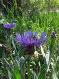 Centaurea czerkessica