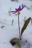 Erythronium sibiricum