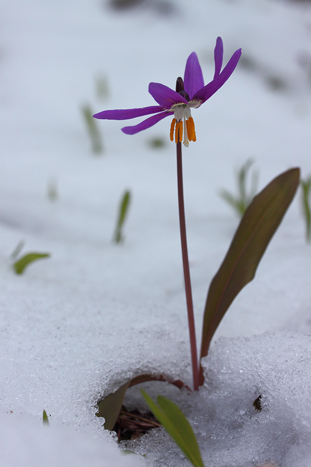 Изображение особи Erythronium sibiricum.