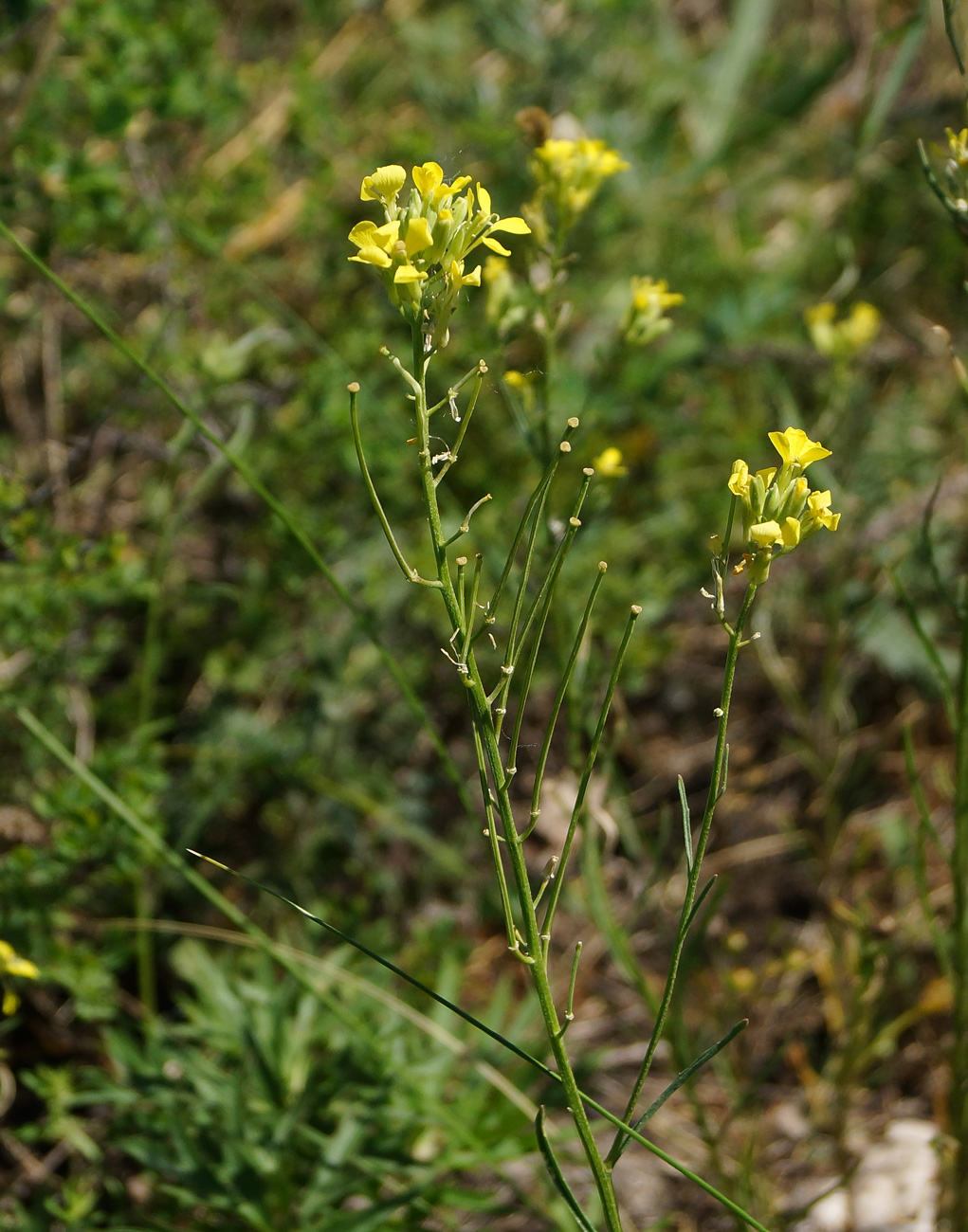 Изображение особи Erysimum canescens.