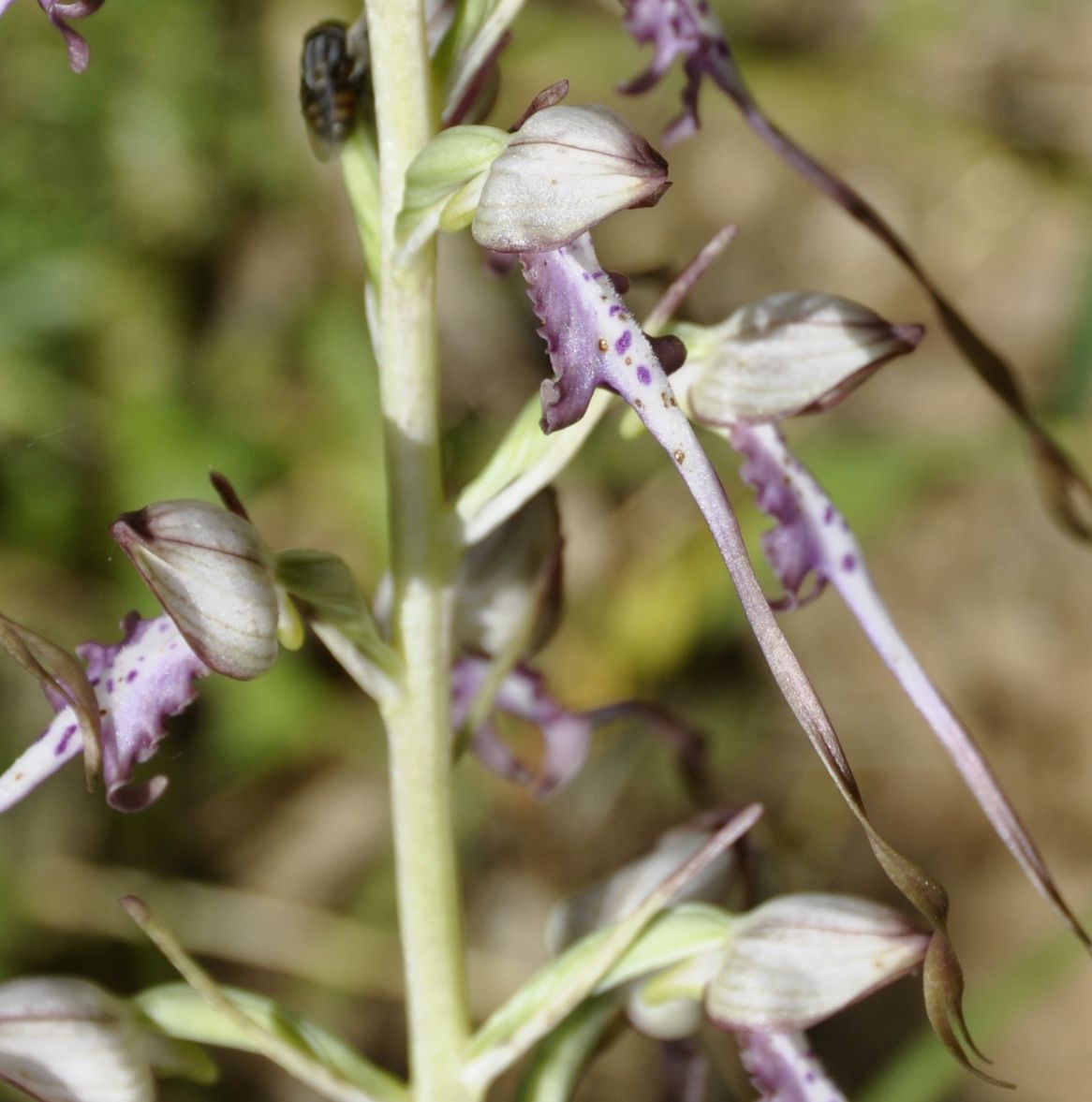 Изображение особи Himantoglossum calcaratum ssp. rumelicum.