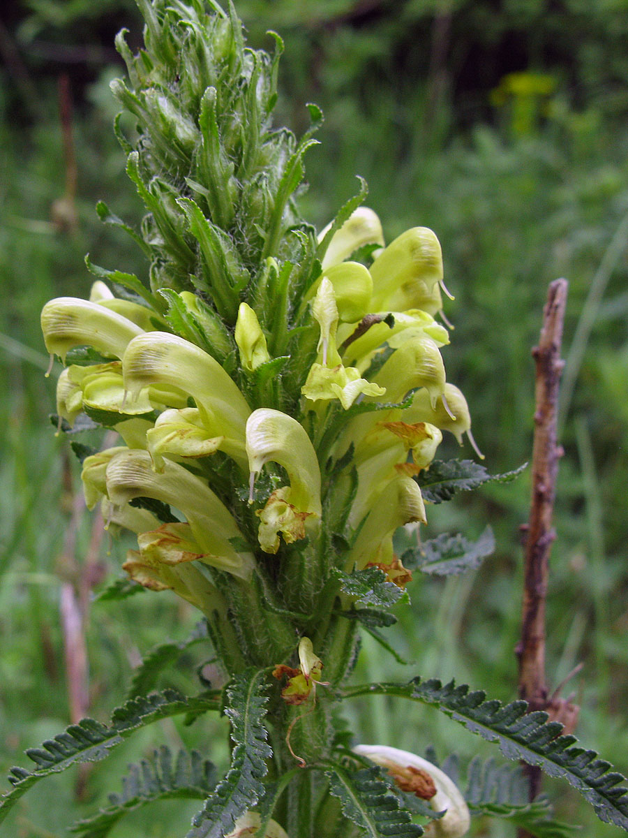 Изображение особи Pedicularis kaufmannii.