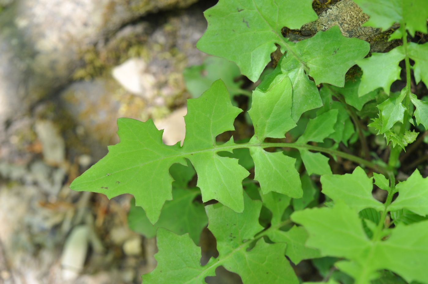 Image of Mycelis muralis specimen.