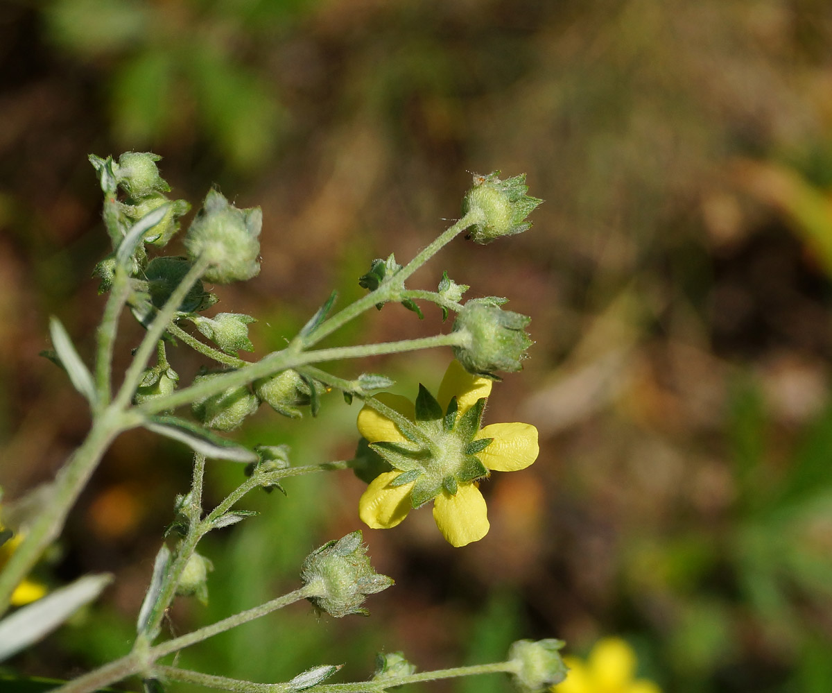 Изображение особи Potentilla canescens.