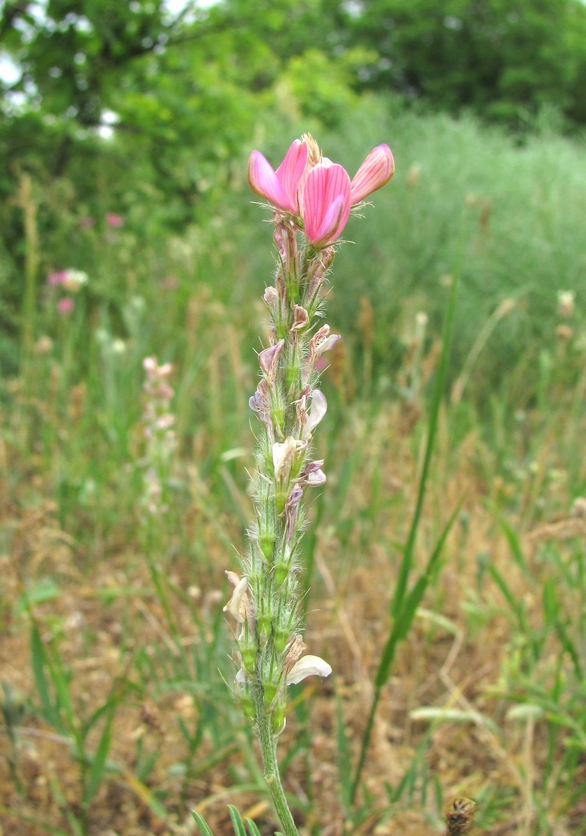 Изображение особи Onobrychis dielsii.