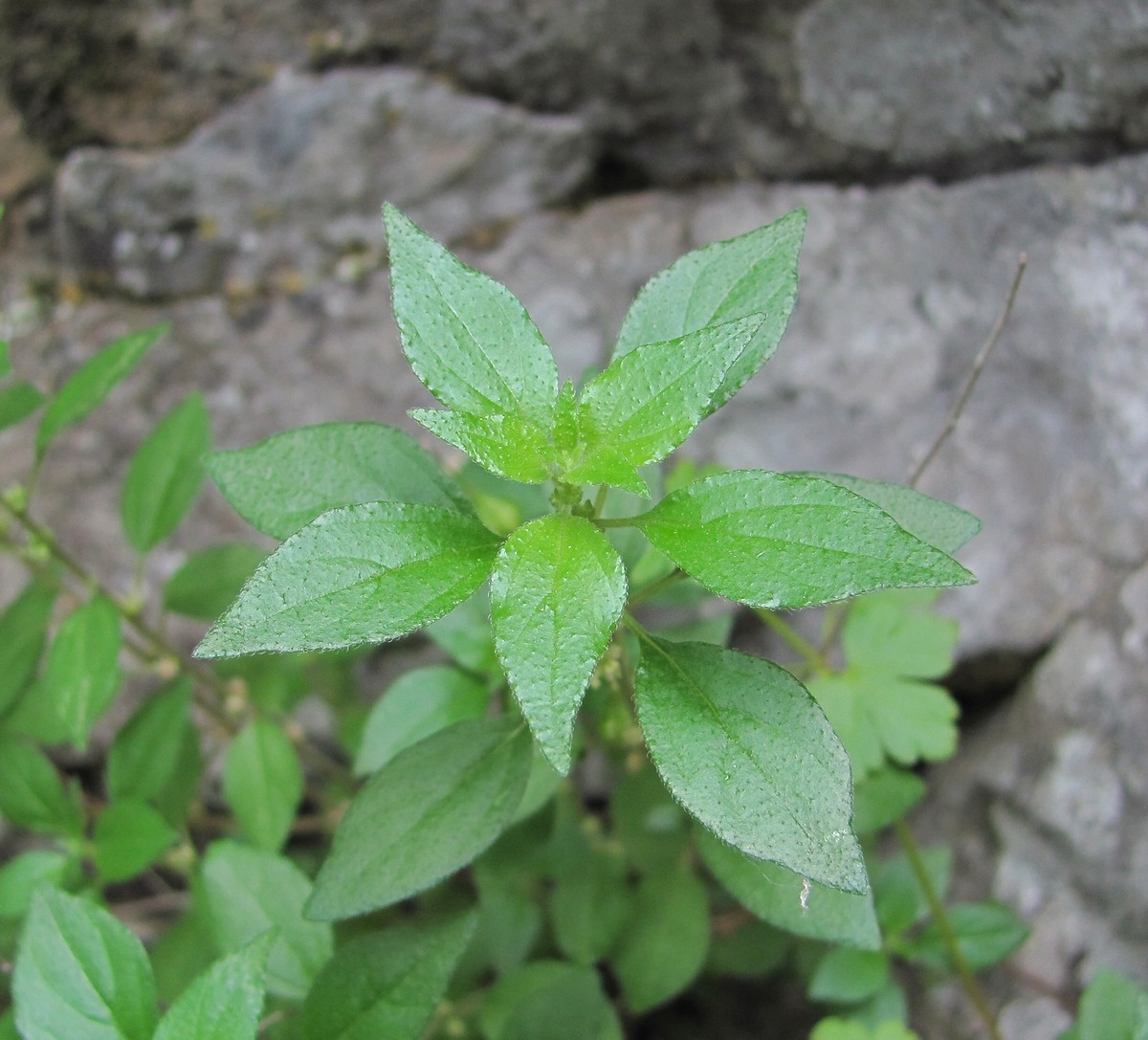 Изображение особи Parietaria chersonensis.