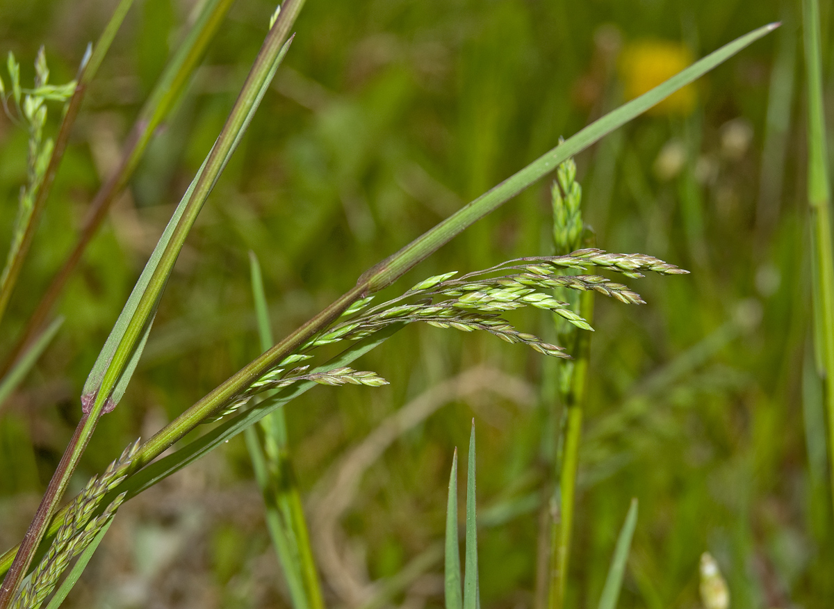 Изображение особи Poa trivialis.