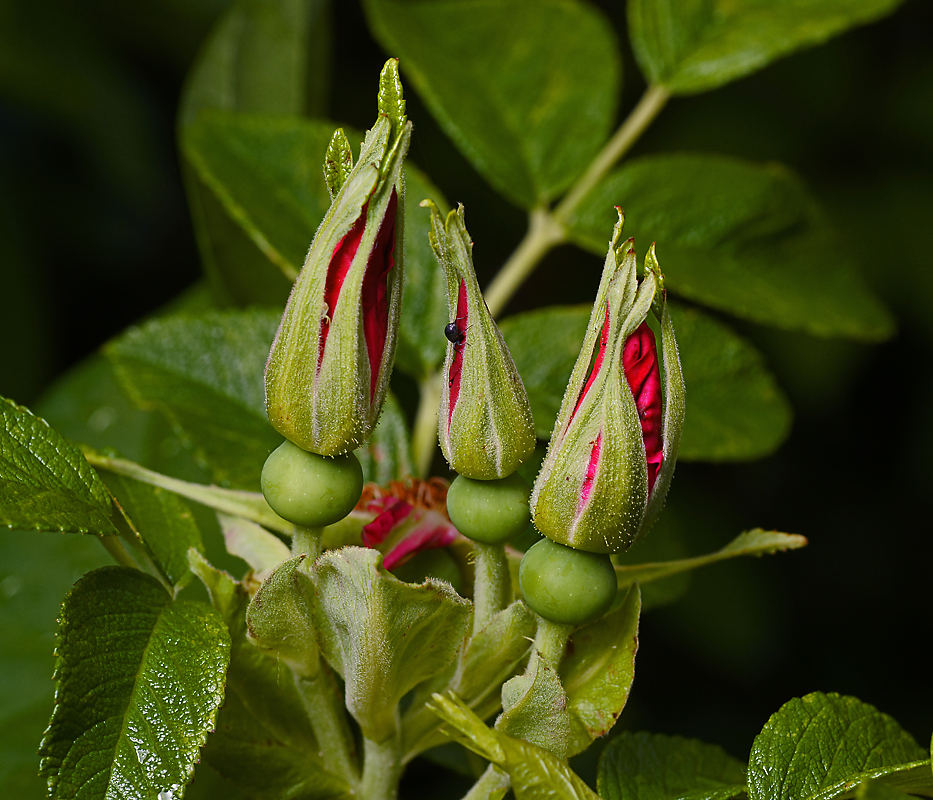 Image of Rosa rugosa specimen.