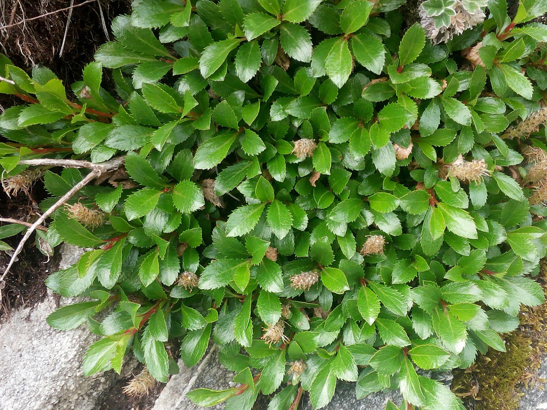 Image of Salix berberifolia specimen.