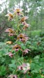 Epipactis helleborine