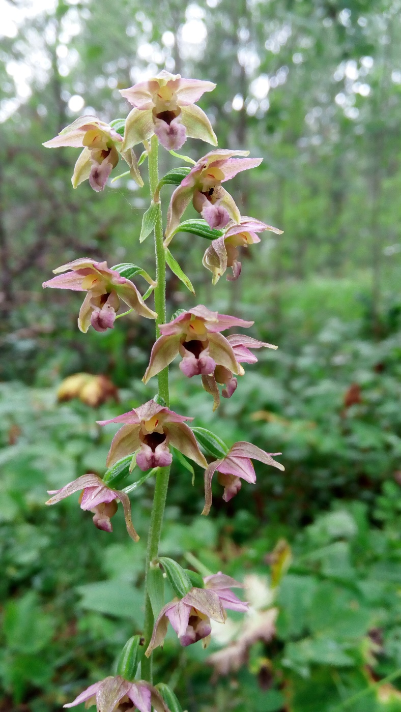 Изображение особи Epipactis helleborine.