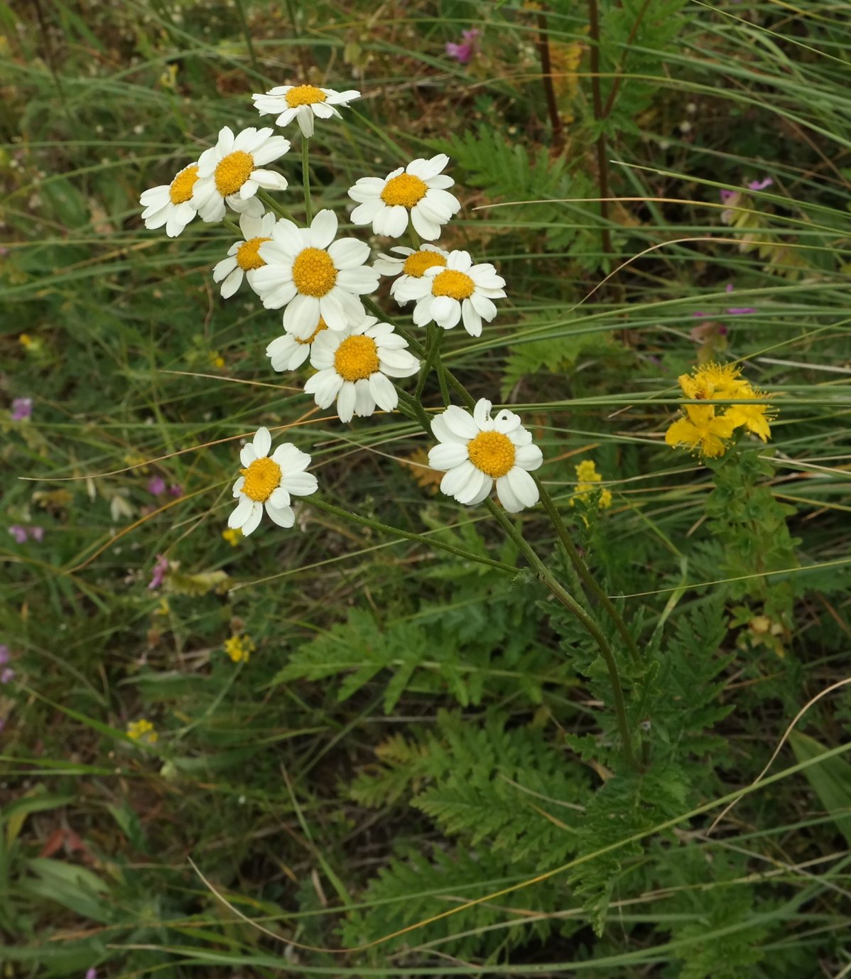 Изображение особи Pyrethrum corymbosum.