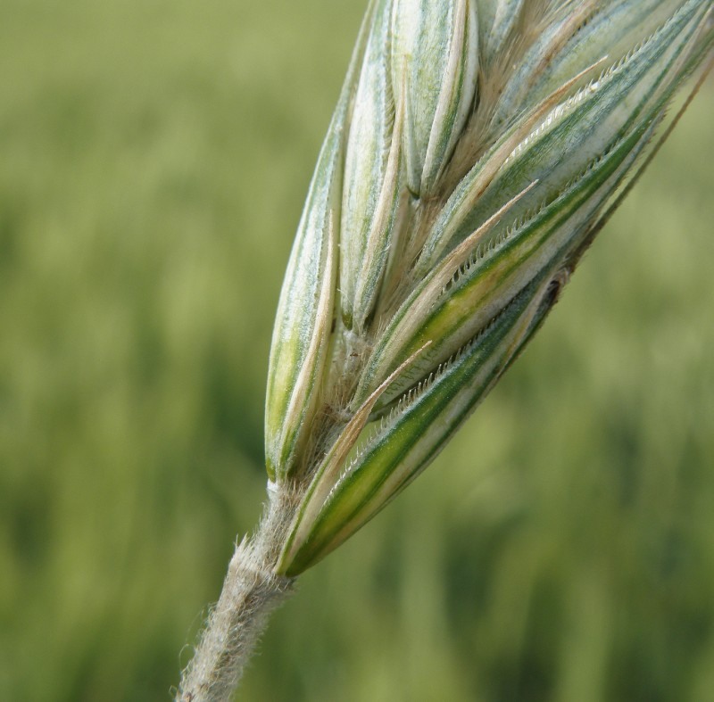 Image of Secale cereale specimen.