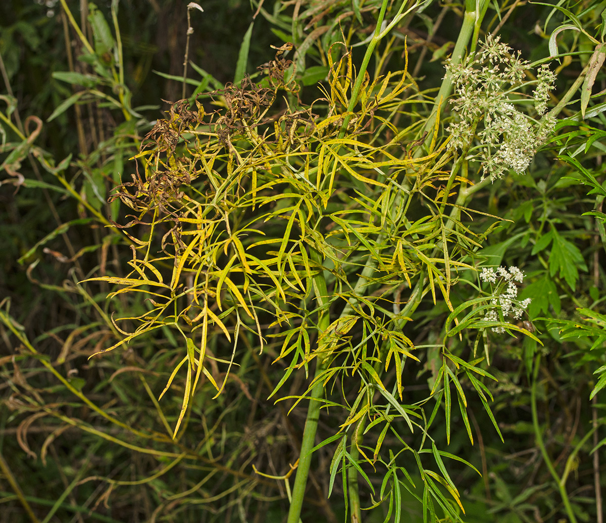 Изображение особи Cenolophium fischeri.