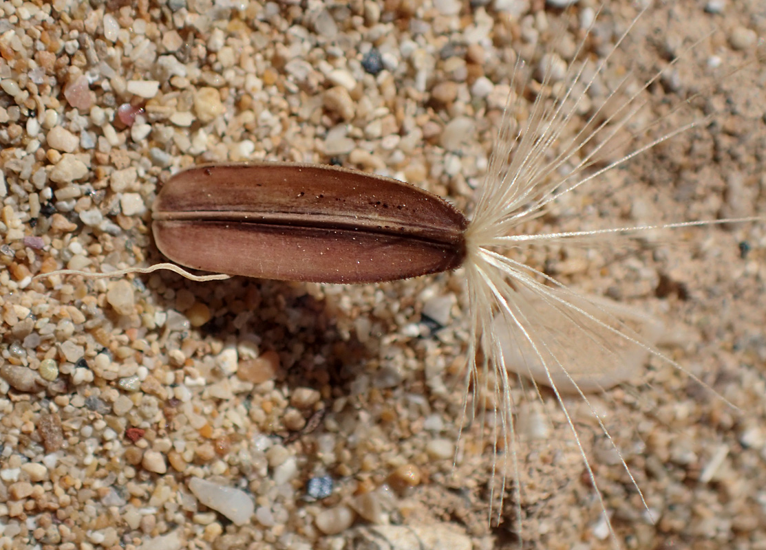 Image of Hyoseris lucida specimen.