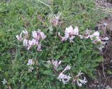 Astragalus levieri