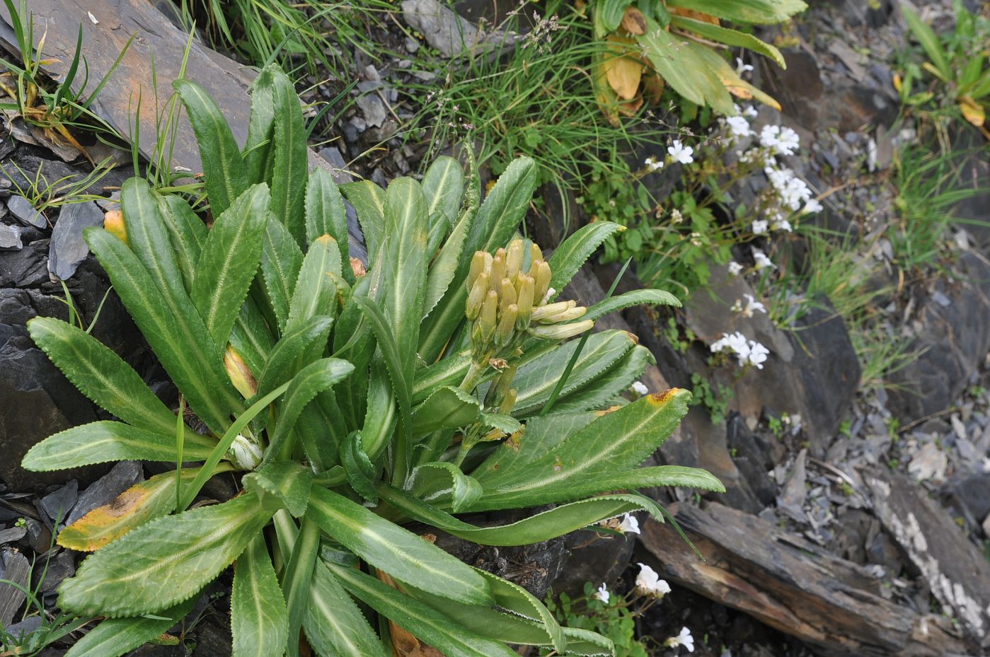 Image of Primula bayernii specimen.