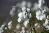 Eriophorum angustifolium. Верхушки побегов с соплодиями. Кировская обл., Кирово-Чепецкий р-н, торфяное болото. 16.06.2018.