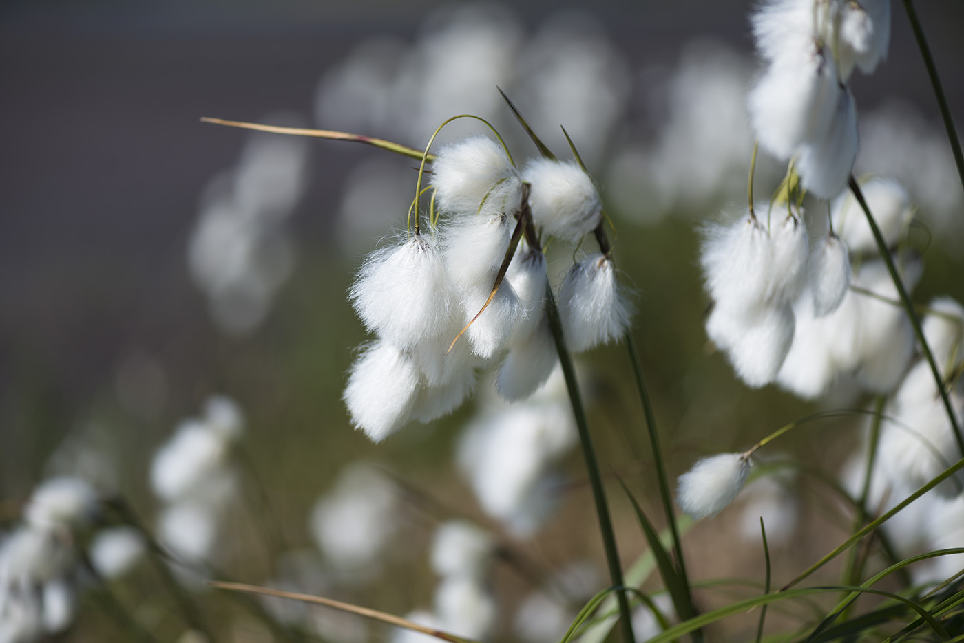 Изображение особи Eriophorum angustifolium.