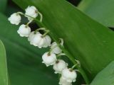 Convallaria majalis