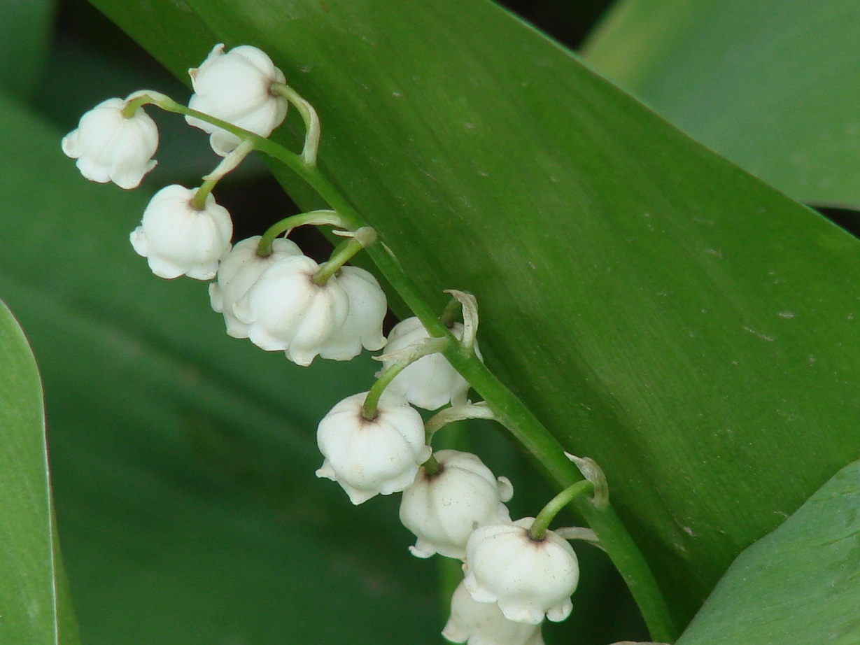 Изображение особи Convallaria majalis.