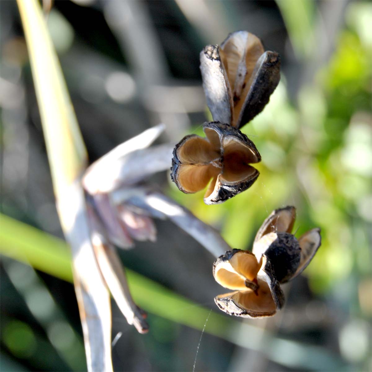 Изображение особи Bobartia longicyma.