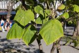 Catalpa bignonioides. Листья и части плодов. Крым, г. Севастополь, в озеленении. 24.09.2018.