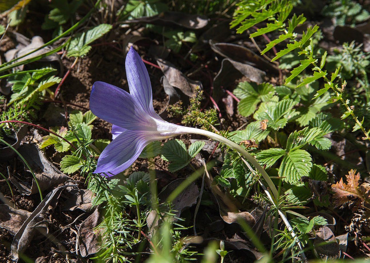 Изображение особи Crocus speciosus.