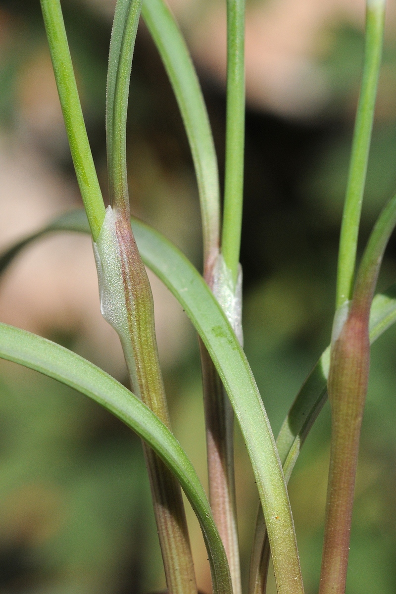 Image of Allium schoenoprasoides specimen.