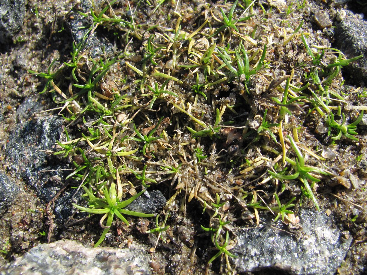 Image of Sagina procumbens specimen.