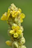 Verbascum thapsus