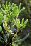 Pittosporum tobira