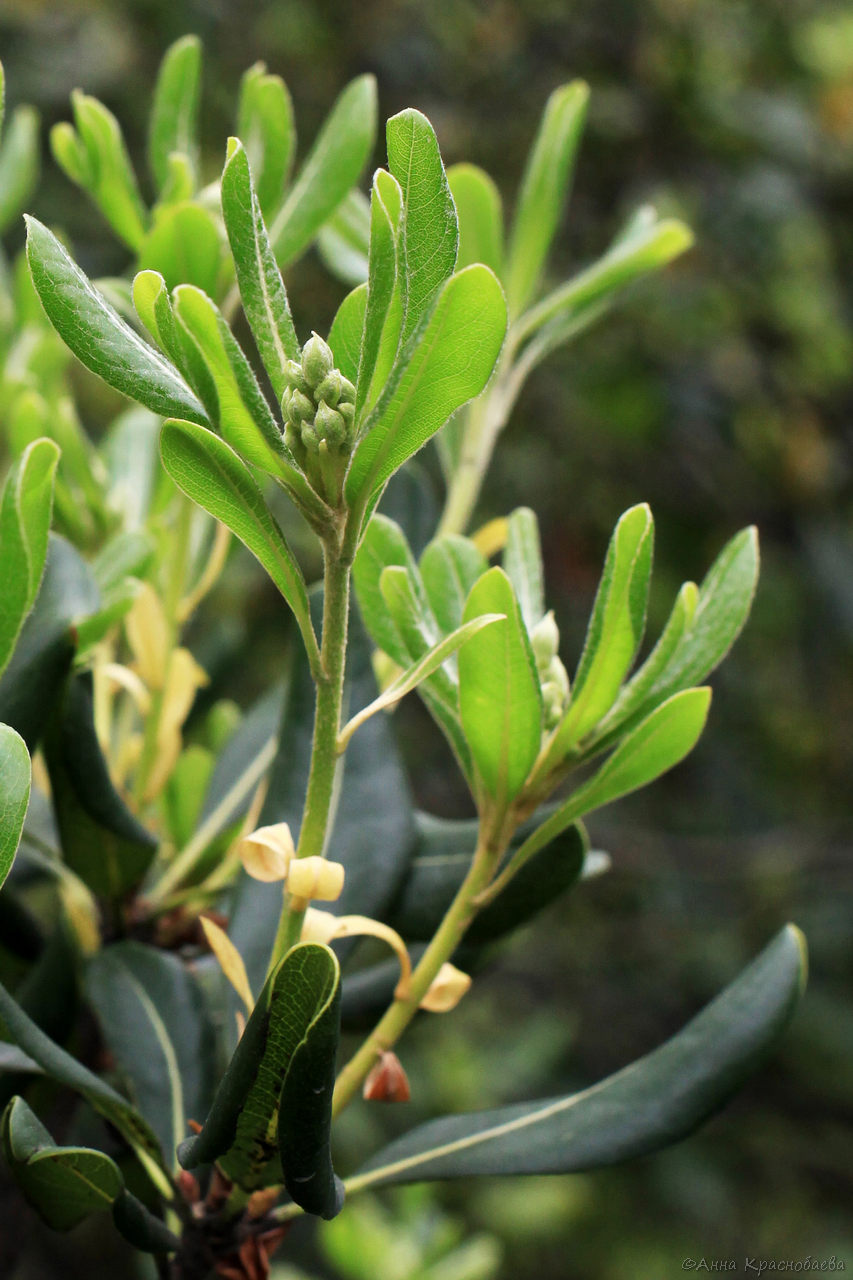 Image of Pittosporum tobira specimen.