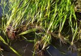 Vallisneria spiralis