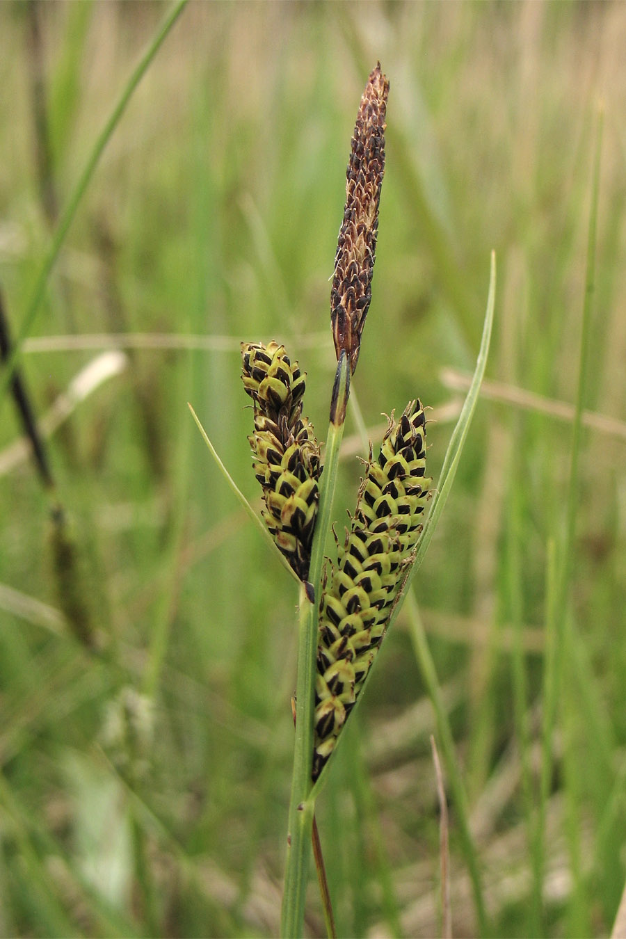 Изображение особи Carex nigra.