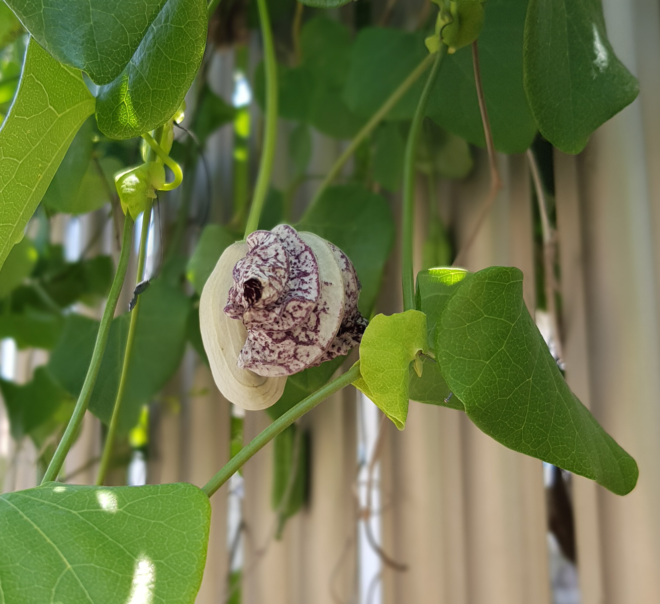 Изображение особи Aristolochia littoralis.