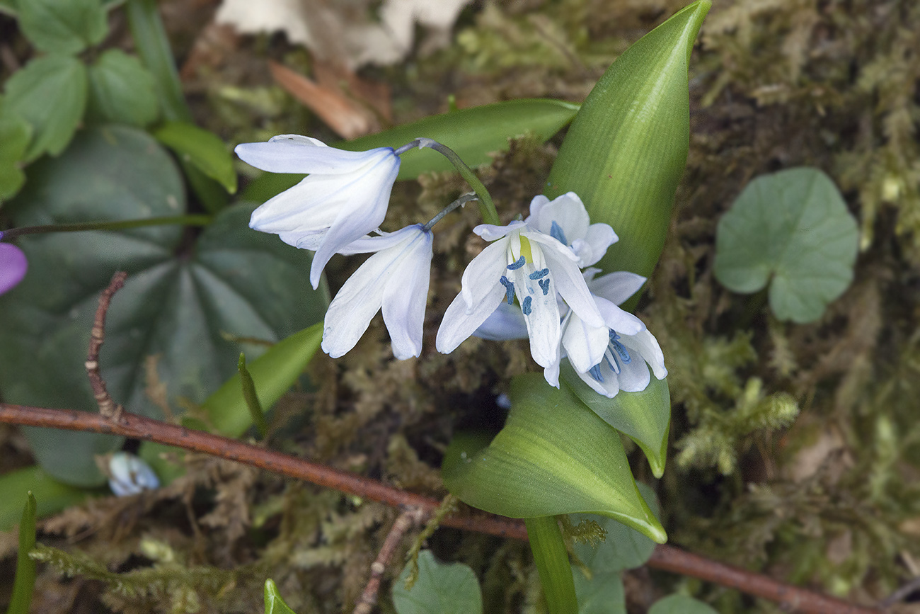 Изображение особи Scilla monanthos.