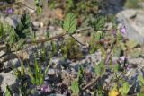 Erodium malacoides. Цветущие и плодоносящие побеги. Южный Берег Крыма, окр. пгт Симеиз, гора Кошка. 07.04.2019.