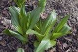 Colchicum woronowii. Вегетирующее растение. Костромская обл., Судиславский р-н, дер. Антипино, в культуре (происхождение - Краснодарский край, окр. пос. Кепша). 29.04.2019.