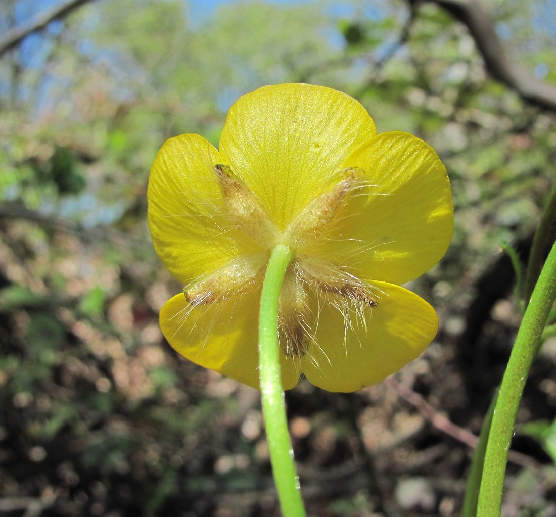 Image of Ranunculus villosus specimen.